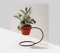 Minimalist Loop Plant Holder